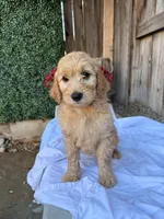Red, a female Goldendoodle for sale in Visalia, CA – Photo 1 of 5