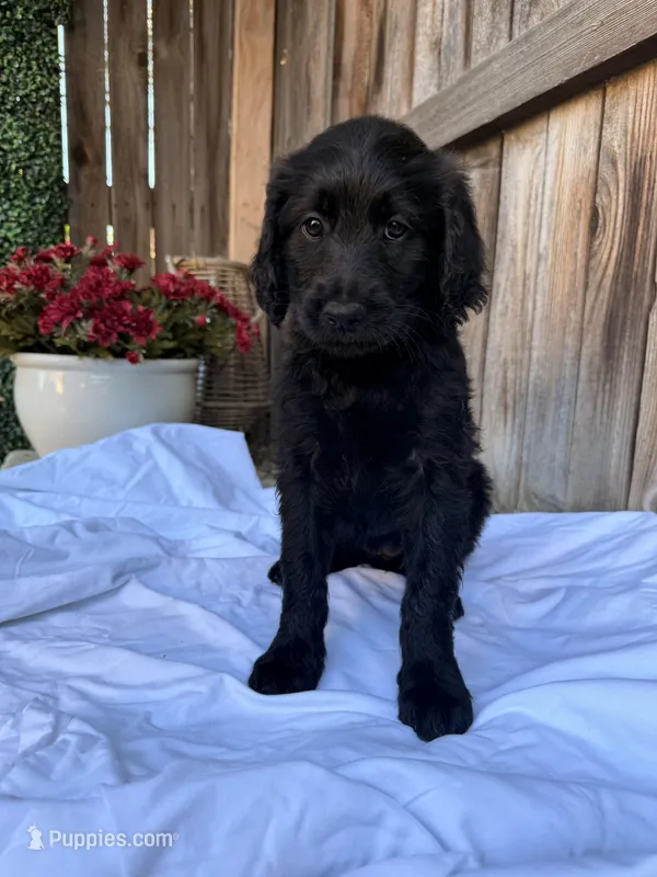 Yellow – Goldendoodle puppy for sale in Visalia, CA