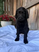 Yellow, a female Goldendoodle for sale in Visalia, CA – Photo 1 of 5