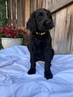 Yellow, a female Goldendoodle for sale in Visalia, CA – Photo 2 of 5