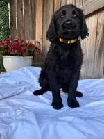 Yellow, a female Goldendoodle for sale in Visalia, CA – Photo 3 of 5