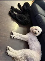 Pink, a female Goldendoodle for sale in Visalia, CA – Photo 3 of 3