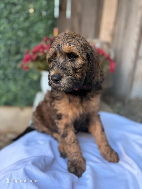 Pink – Goldendoodle puppy for sale in Visalia, CA