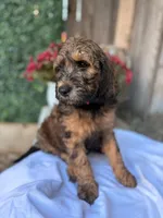 Pink, a female Goldendoodle for sale in Visalia, CA – Photo 1 of 3
