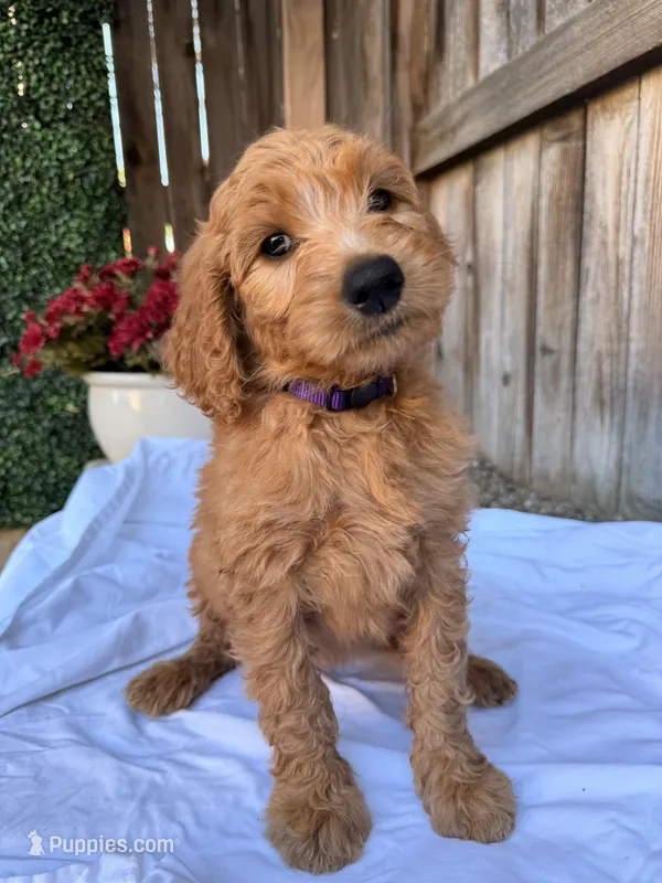 Purple – Goldendoodle puppy for sale in Visalia, CA