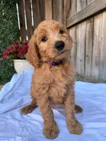 Purple, a female Goldendoodle for sale in Visalia, CA – Photo 1 of 5