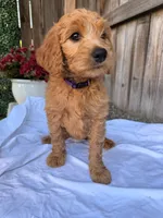 Purple, a female Goldendoodle for sale in Visalia, CA – Photo 2 of 5
