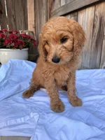 Purple, a female Goldendoodle for sale in Visalia, CA – Photo 3 of 5