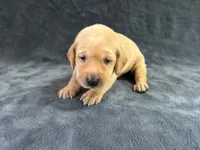 AKC American - Yellow Female, a female Labrador Retriever for sale in Dickinson, TX – 3 of 9