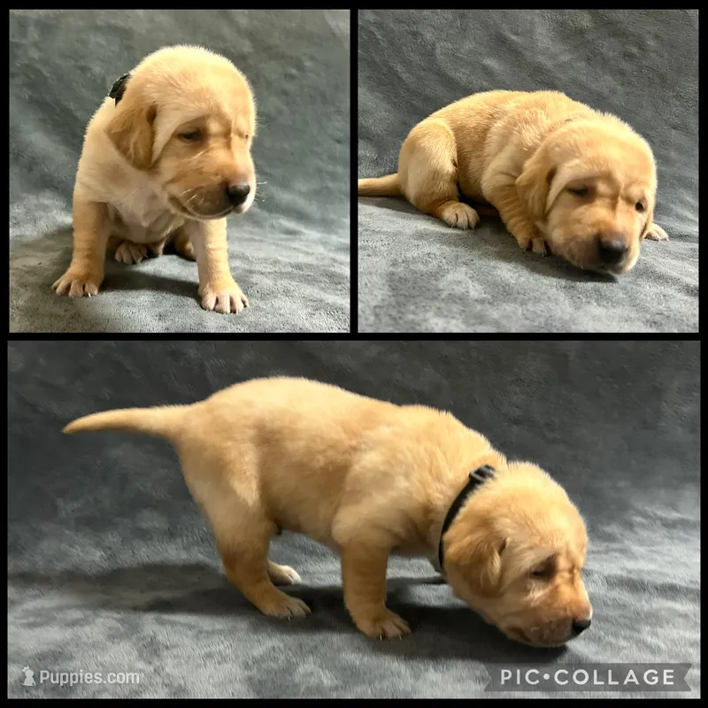 Yellow Male - Black Collar – Labrador Retriever puppy for sale in Dickinson, TX