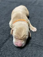 Yellow Male - Orange Collar , a male Labrador Retriever for sale in Dickinson, TX – 3 of 10