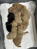 Yellow Male - Blue Collar, a male Labrador Retriever for sale in Dickinson, TX – 4 of 10