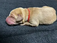 Yellow Female - Red Collar, a female Labrador Retriever for sale in Dickinson, TX – 1 of 10