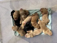 Yellow Male - Yellow Collar, a male Labrador Retriever for sale in Dickinson, TX – 5 of 10