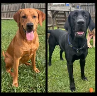 Yellow Female - Purple Collar , a female Labrador Retriever for sale in Dickinson, TX – 8 of 10