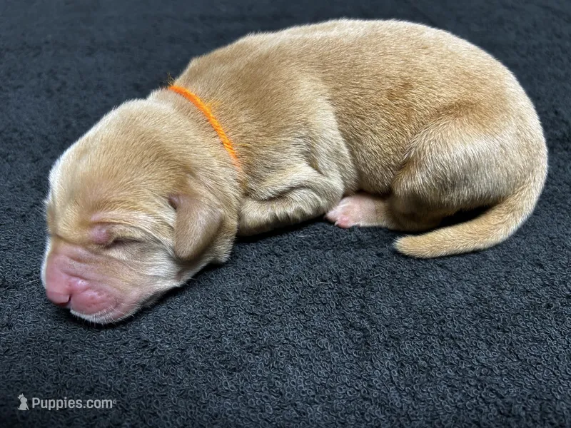 Yellow Male - Orange Collar  – Labrador Retriever puppy for sale in Dickinson, TX