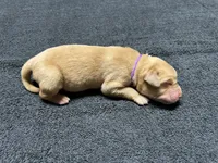 Yellow Female - Purple Collar , a female Labrador Retriever for sale in Dickinson, TX – 4 of 10