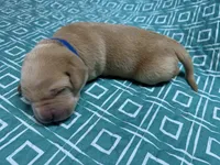 Yellow Male - Blue Collar, a male Labrador Retriever for sale in Dickinson, TX – 5 of 6