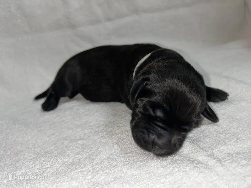 Black Female - White Collar – Labrador Retriever puppy for sale in Dickinson, TX