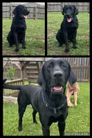 Yellow Male - Yellow Collar, a male Labrador Retriever for sale in Dickinson, TX – 10 of 10