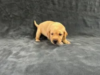 AKC American - Yellow Female, a female Labrador Retriever for sale in Dickinson, TX – 2 of 9