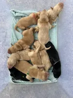 Yellow Male - Orange Collar , a male Labrador Retriever for sale in Dickinson, TX – 5 of 10