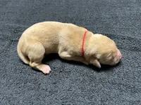 Yellow Female - Red Collar, a female Labrador Retriever for sale in Dickinson, TX – 3 of 10