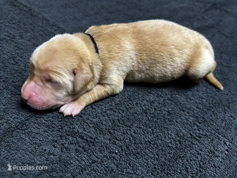 Yellow Male - Black Collar – Labrador Retriever puppy for sale in Dickinson, TX