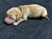 Yellow Male - Black Collar, a male Labrador Retriever for sale in Dickinson, TX – 1 of 10