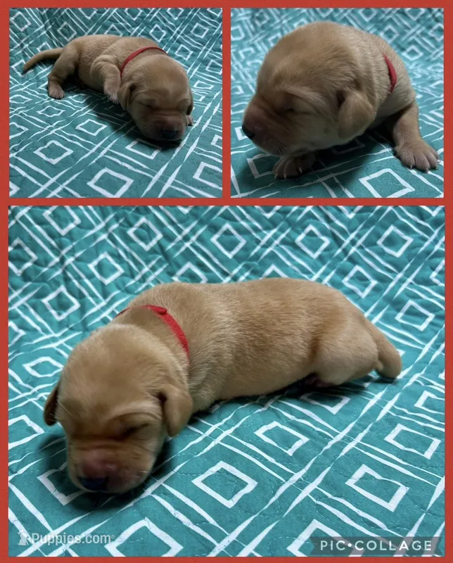 Yellow Female - Red Collar – Labrador Retriever puppy for sale in Dickinson, TX
