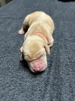 Yellow Female - Red Collar, a female Labrador Retriever for sale in Dickinson, TX – 4 of 10