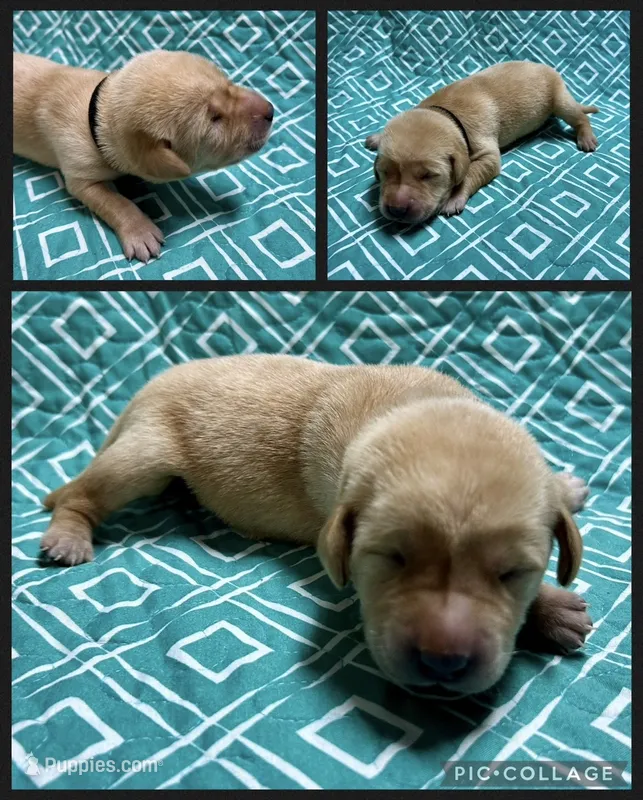Yellow Male - Black Collar – Labrador Retriever puppy for sale in Dickinson, TX