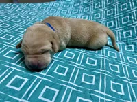 Yellow Male - Blue Collar, a male Labrador Retriever for sale in Dickinson, TX – 6 of 6