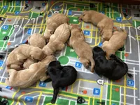 Yellow Male - Blue Collar, a male Labrador Retriever for sale in Dickinson, TX – 7 of 10