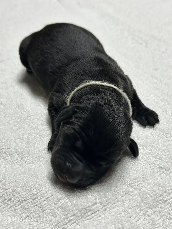 Black Female - White Collar – Labrador Retriever puppy for sale in Dickinson, TX
