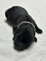 Black Female - White Collar, a female Labrador Retriever for sale in Dickinson, TX – 1 of 9