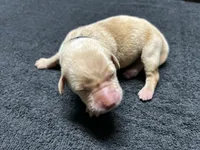 Yellow Male - Black Collar, a male Labrador Retriever for sale in Dickinson, TX – 4 of 10