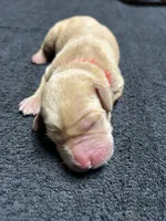 Yellow Female - Red Collar, a female Labrador Retriever for sale in Dickinson, TX – 2 of 10