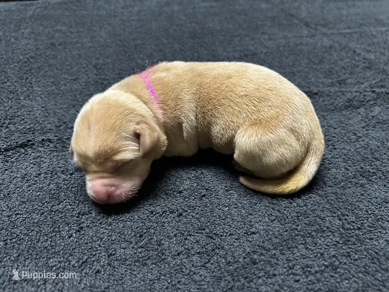 Yellow Female - Pink Collar – Labrador Retriever puppy for sale in Dickinson, TX