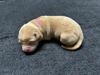 Yellow Female - Pink Collar, a female Labrador Retriever for sale in Dickinson, TX – 1 of 10