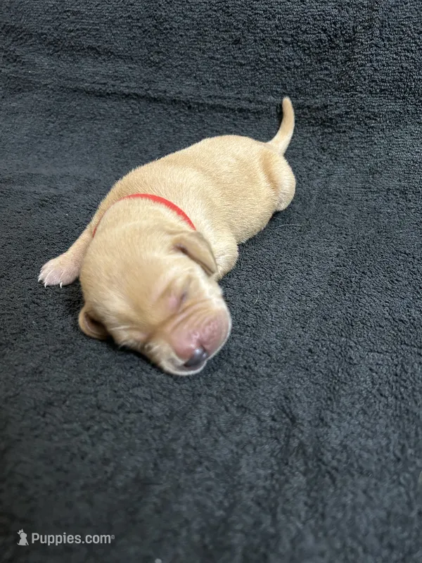 Yellow Female - Red Collar – Labrador Retriever puppy for sale in Dickinson, TX