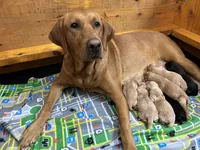 Yellow Female - Pink Collar, a female Labrador Retriever for sale in Dickinson, TX – 6 of 10