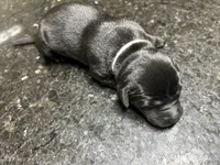 Black Female - White Collar, a female Labrador Retriever for sale in Dickinson, TX – 8 of 9
