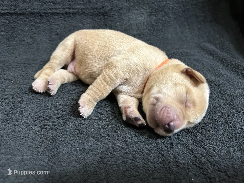 Yellow Male - Orange Collar  – Labrador Retriever puppy for sale in Dickinson, TX