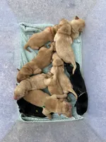 Yellow Male - Black Collar, a male Labrador Retriever for sale in Dickinson, TX – 6 of 10