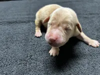 Yellow Male - Black Collar, a male Labrador Retriever for sale in Dickinson, TX – 3 of 10