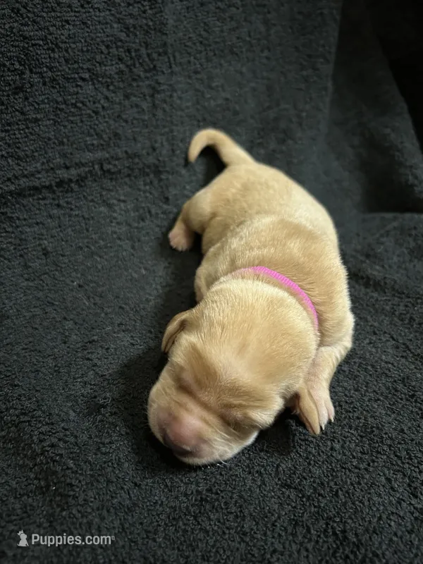 Yellow Female - Pink Collar – Labrador Retriever puppy for sale in Dickinson, TX