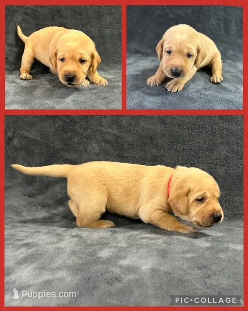AKC American - Yellow Female – Labrador Retriever puppy for sale in Dickinson, TX