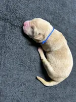 Yellow Male - Blue Collar, a male Labrador Retriever for sale in Dickinson, TX – 3 of 10