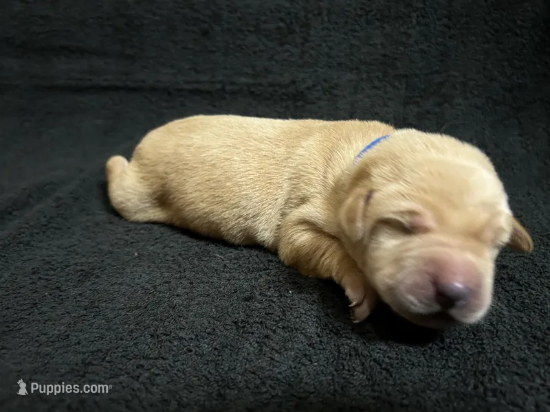Yellow Male - Blue Collar – Labrador Retriever puppy for sale in Dickinson, TX